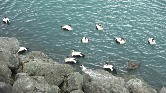 Male common eider ducks swimming near rocky shore in Iceland