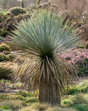 Possibly Yucca rostrata with spiky rosette leaves and dried fronds in landscaped garden