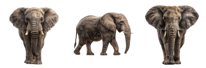 Fototapeta premium Three African elephants in front side and front views isolated on a transparent background