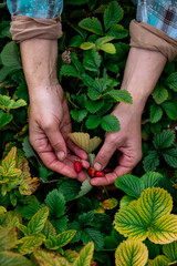 Hands picking ripe strawberries directly from green leafy plants in an organic garden, showing fresh harvest and farming