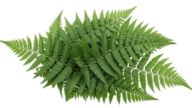 Isolated green fern fronds natural decoration nature plant fresh foliage background