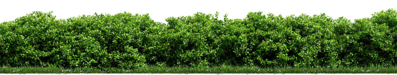 Dense green foliage line