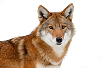 Obraz premium a Red Wolf with a reddish-brown fur coat, white underbelly, and alert brown eyes, set against a stark white background