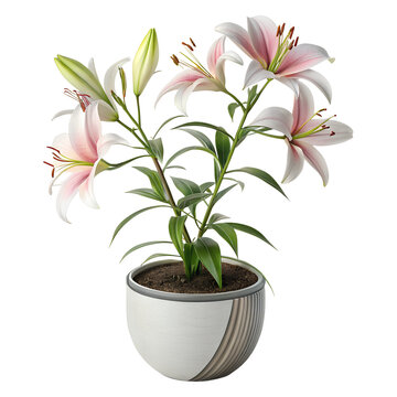 Beautiful Lily Plant in Modern Decorative Pot Isolated on White Background (