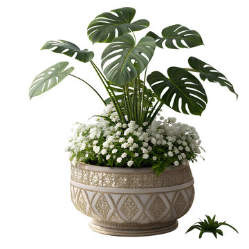 English: Monstera deliciosa and white alyssum flowers in luxury ornamental ceramic pot isolated on white background.