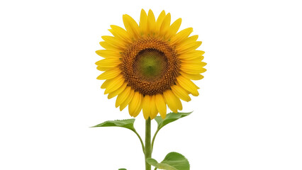 Fototapeta premium Isolated yellow sunflower plant, a vibrant and captivating nature image in summer season