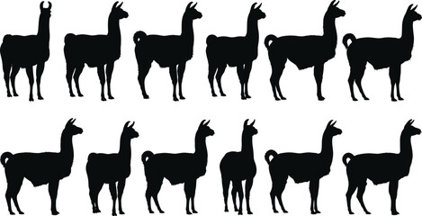 Obraz premium Llama silhouettes set collection isolated on white background, animal profile shapes, black vector illustration pack for design branding