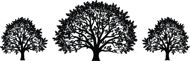 Obraz premium Black oak tree silhouettes with detailed leaf branches set isolated on white background for nature landscape design and forest vector