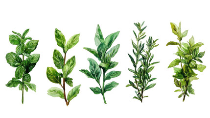 Fototapeta premium Fresh Herb Variety Array Black Background