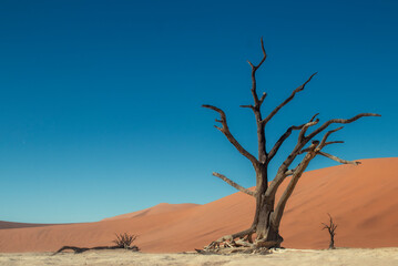 Sossusvlei dead trees standing on the white clay pan, surrounded by towering red sand dunes in the Namib Desert. An iconic landmark and one of Namibia&rsquo;s most famous natural attractions