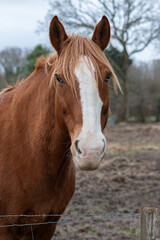 Obraz premium Portrait d'un cheval brun à la crinière blonde derrière sa clôture 