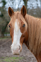 Obraz premium Portrait d'un cheval blond aux yeux vairons