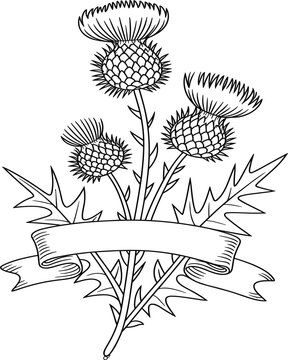 Vintage Black and White Scottish Thistle Vector Illustration with Blank Ribbon Banner for Custom Text