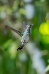 Obraz premium Sparkling violetear (Colibri coruscans) Ecuador
