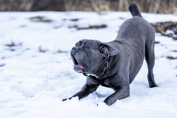 The photo shows a cane corso dog.He is a strong, athletic dog with well developed muscles and a large molossoid head.