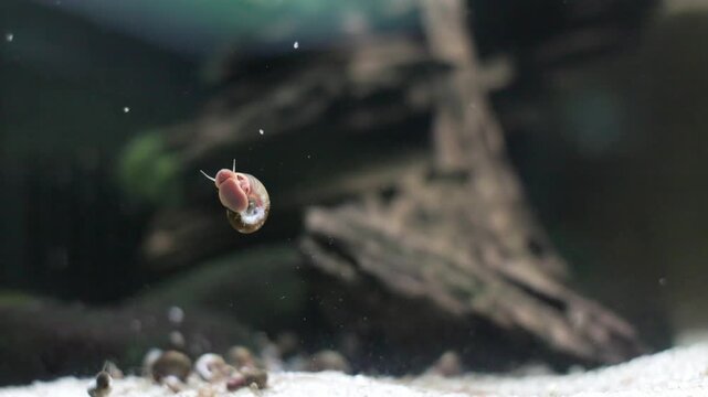 Pink ramshorn snail floating underwater in aquarium