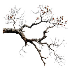 Fototapeta premium Sparse, weathered tree branch with a few reddish berries against a black backdrop