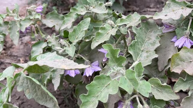Close up of purple flowers and dusty green leaves of a brinjal eggplant plant in a field