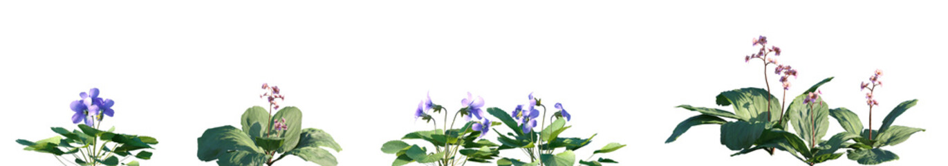 Obraz premium Set of Viola sororia and Bergenia purpurascens flowering frontal isolated png on a transparent background perfectly cutout