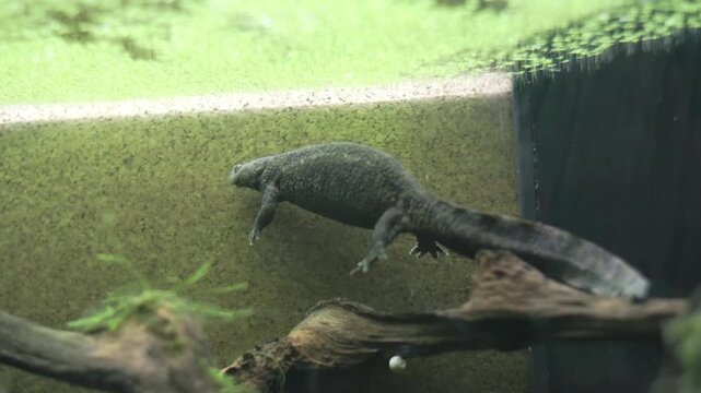 Spanish ribbed newt swimming in aquarium