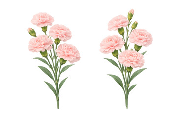 Obraz premium Pink carnation flowers blooming, delicate floral spring decoration, celebrating love, beauty, emotions, nature elements