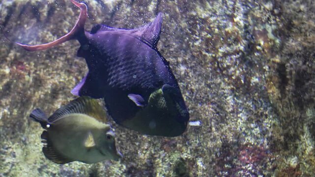 Redtoothed triggerfish swimming in a coral reef aquarium