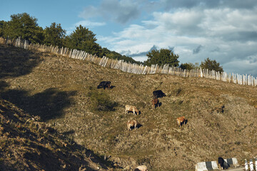 Obraz premium Cows grazing on a sunlit hillside pasture with wooden fence and scattered trees, rural landscape meadow scene showing livestock on rolling hills under a dramatic cloudy sky