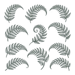 Vintage Hand Drawn Fern Leaves Elements Set in Engraving Line Art Style Vector Illustration of Various Tropical Botanical Greenery Fronds for Design