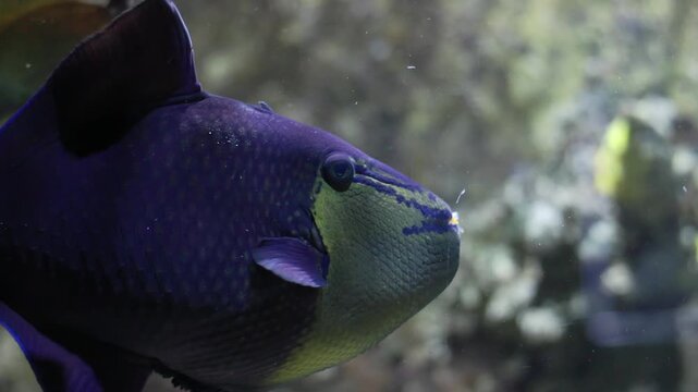 Purple redtoothed triggerfish swimming underwater