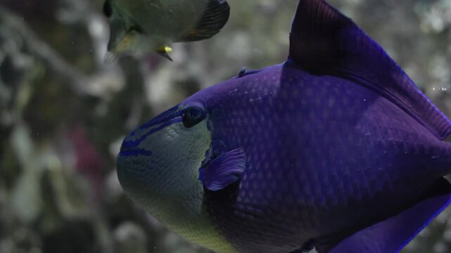 Purple redtoothed triggerfish swimming in aquarium