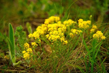 Obraz premium Mountain yellow flowers on grass