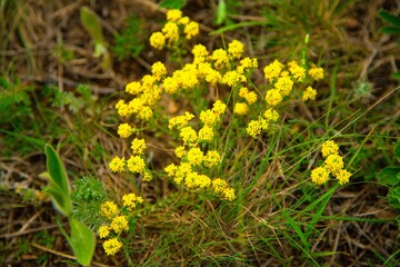 Obraz premium Mountain yellow flowers on grass