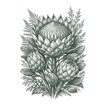 Exquisite protea flower bouquet vector illustration with lush foliage and detailed petals in a classic vintage engraving and hand drawn style.