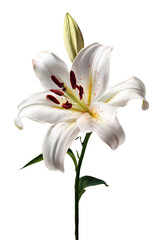 Fototapeta premium Elegant White Lily Blossom with Bud Against Dark Background Showcasing Its Intricate Petals and Calyx on Transparent Background