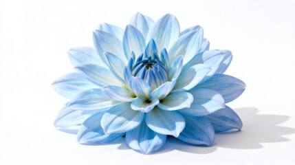 Obraz premium Beautiful Blue Dahlias Flower in Full Bloom