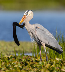 Fototapeta premium Great blue heron hunting in a Florida swamp
