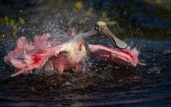 Roseate spoonbill in south Florida 