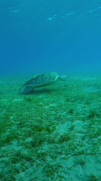 Vertical footage, Camera approaches to Sea Turtle swims above sea bottom feeding seaweed in evening light, Slow motion of Green Sea Turtle, Chelonia mydas eating seagrass on seabed 