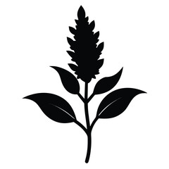 amaranthus spinosus  silhouette on white background