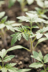Close view of young tomato seedlings growing in dark soil. Green plant sprouts in garden. Agriculture concept