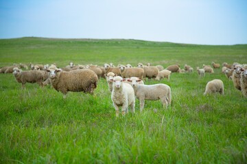 Obraz premium The sheep grazing and walking on green grass .