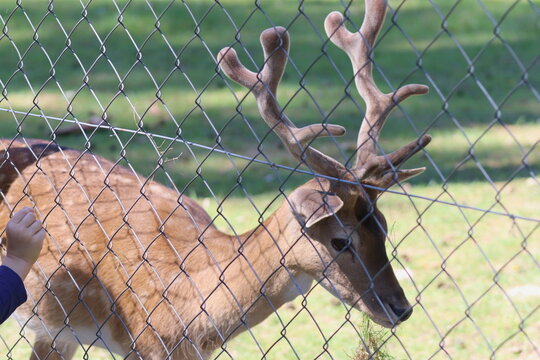 A young fawn with beautiful antlers grazes behind a fence at a mini zoo.