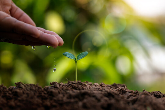 Farmers plant trees in the ground with their own hands. This is the concept of tree planting and the factors necessary for plant growth.