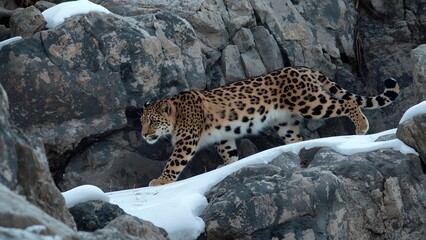 Obraz premium Amur Leopard Walking Across Rocky Snow-Covered Terrain
