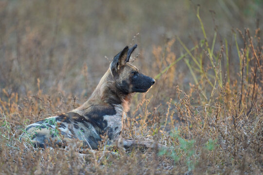 Pack of African Wild Dog (Lycaon pictus) resting in grassland during the heart of the day in South Luangwa National Park, Zambia
