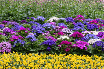 Obraz premium A Tapestry of Spring Blooms