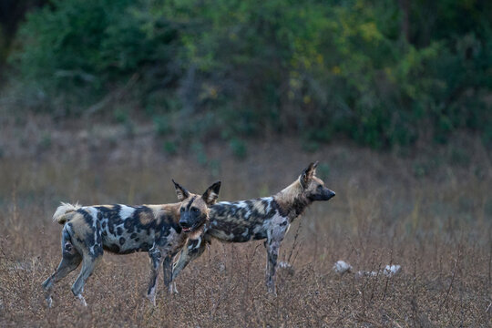 Pack of African Wild Dog (Lycaon pictus) setting off to hunt in South Luangwa National Park, Zambia