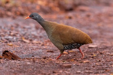 Small-billed tinamou 