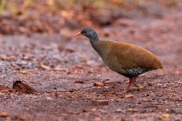 Small-billed tinamou 