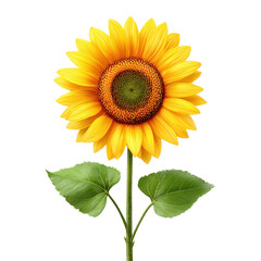 Obraz premium PNG bright yellow sunflower with green stem and leaves on white background for stock photo